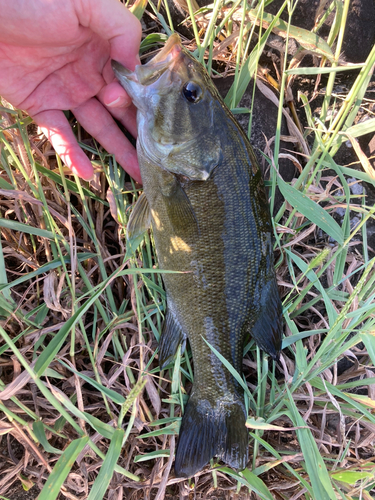 スモールマウスバスの釣果