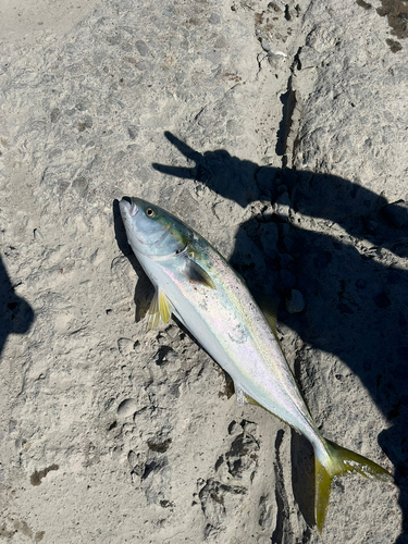 イナダの釣果