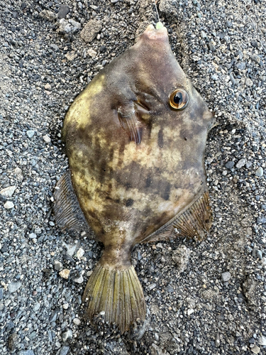 カワハギの釣果