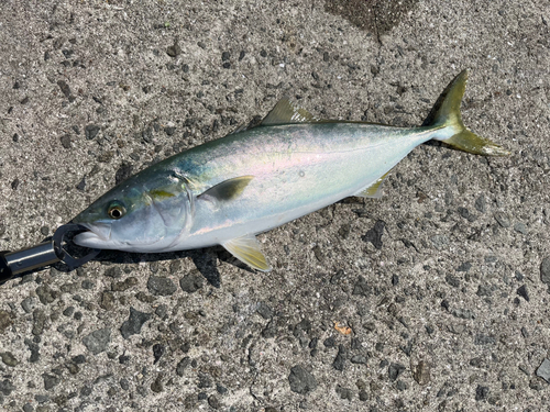 ハマチの釣果