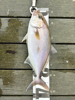 ショゴの釣果