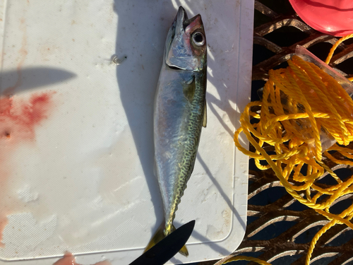 サバの釣果