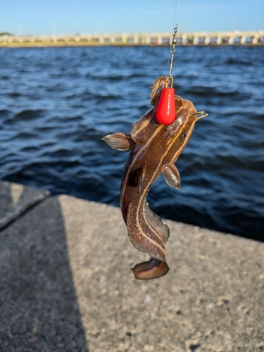 ゴンズイの釣果