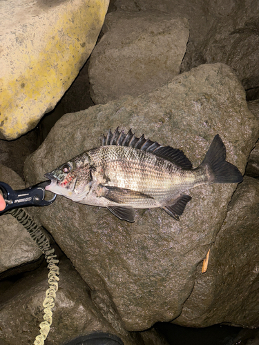 クロダイの釣果