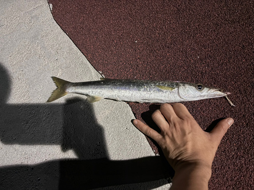 カマスの釣果