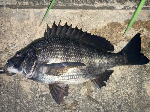 クロダイの釣果