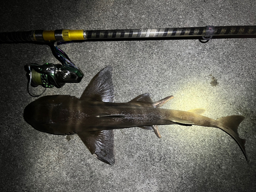 ネコザメの釣果