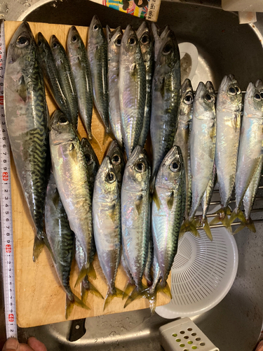 マサバの釣果