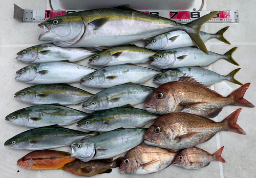 ブリの釣果