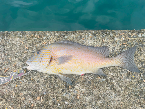 コロダイの釣果