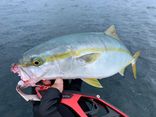 ヤズの釣果