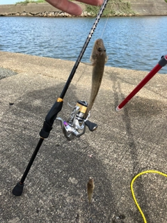 ハゼの釣果