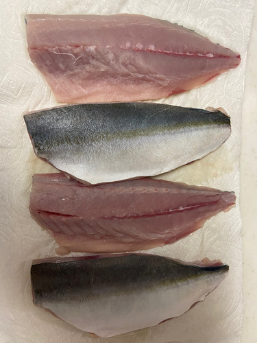 ハマチの釣果