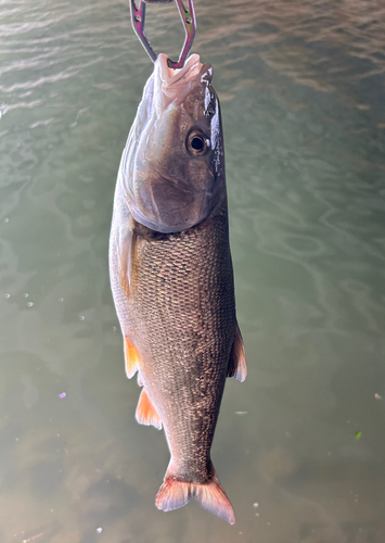 ウグイの釣果