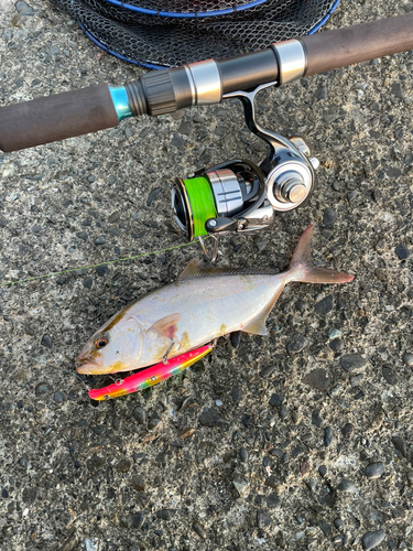 カンパチの釣果