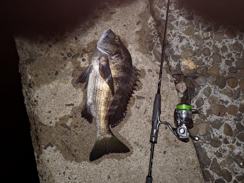 クロダイの釣果