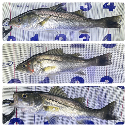 シーバスの釣果