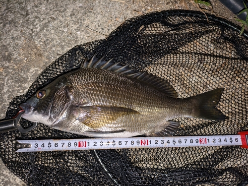 クロダイの釣果