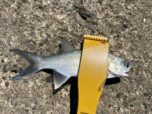 ツバメコノシロの釣果