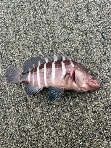 マハタモドキの釣果