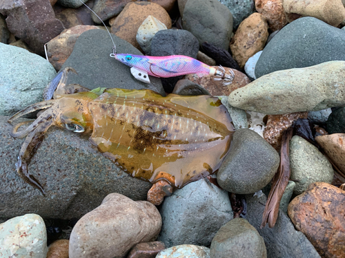 アオリイカの釣果