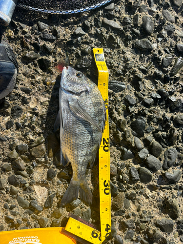 クロダイの釣果