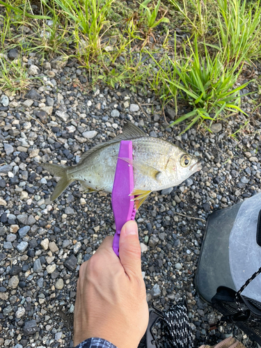 ウミタナゴの釣果