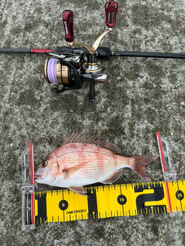 チダイの釣果