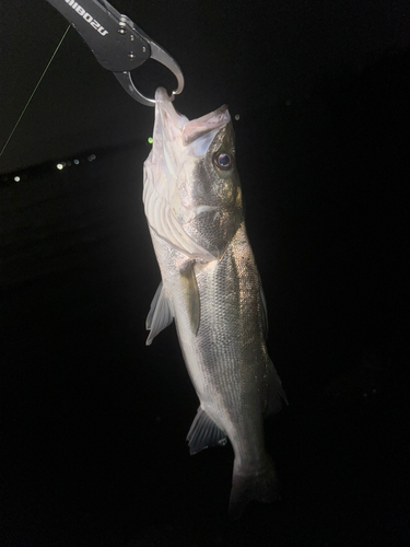 フッコ（マルスズキ）の釣果