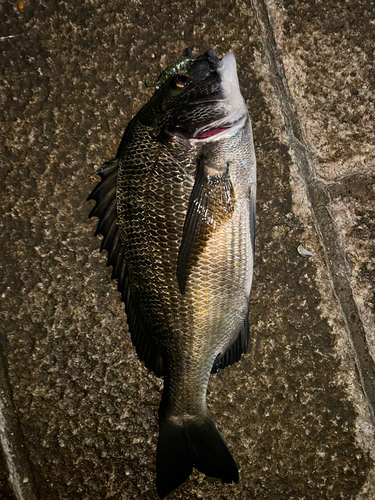 クロダイの釣果