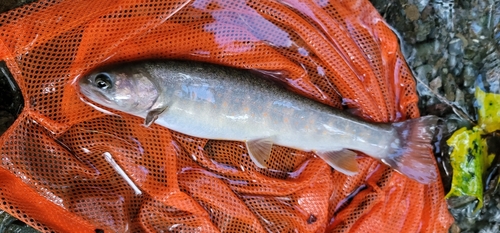 イワナの釣果