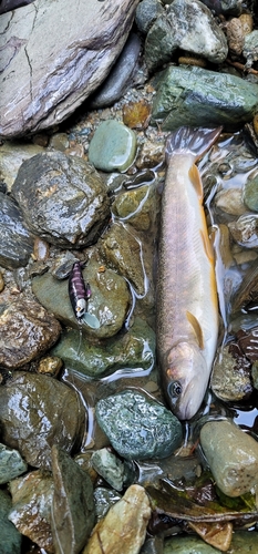 イワナの釣果