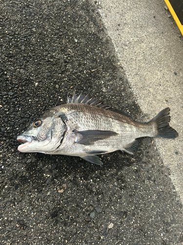 チヌの釣果