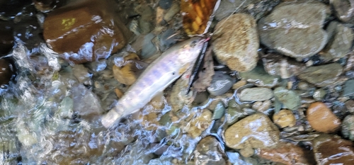 イワナの釣果