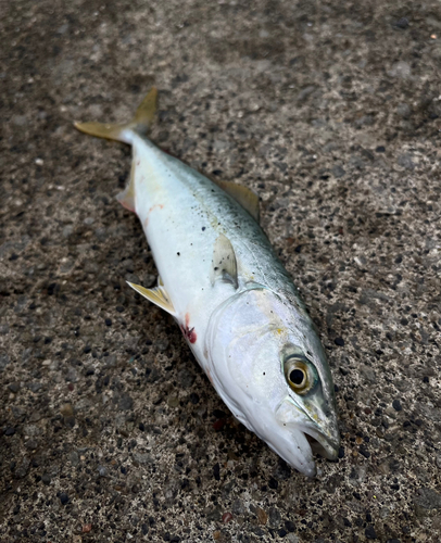 ワカシの釣果