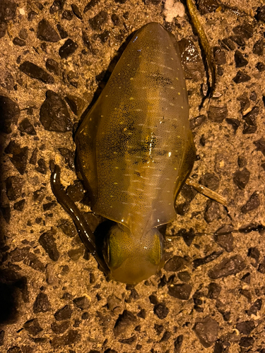 アオリイカの釣果