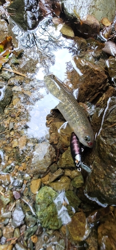 イワナの釣果