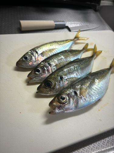 アジの釣果