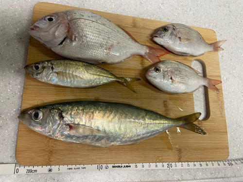 アジの釣果