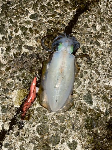 アオリイカの釣果