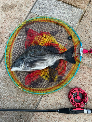 クロダイの釣果