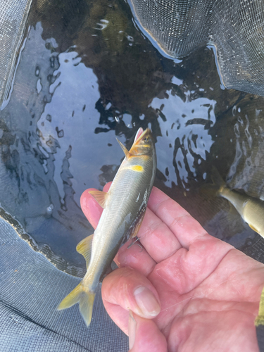 アユの釣果