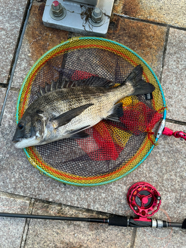 クロダイの釣果