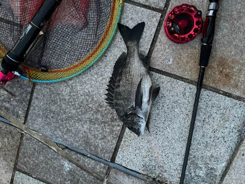 クロダイの釣果