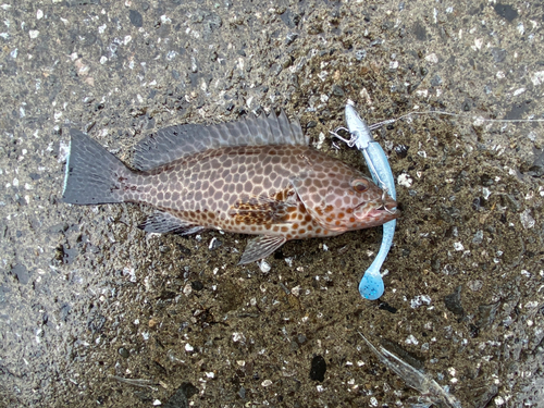 オオモンハタの釣果