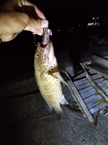 オオモンハタの釣果