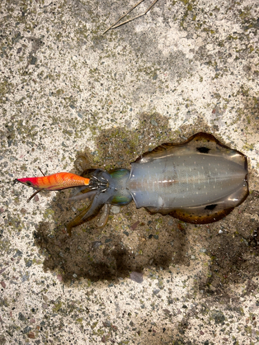 アオリイカの釣果