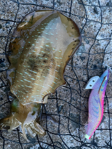 アオリイカの釣果