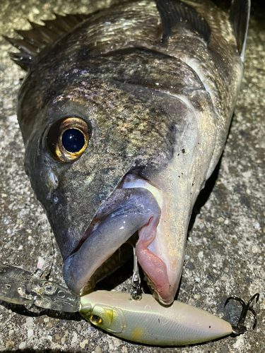 チヌの釣果