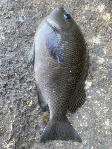 オナガグレの釣果